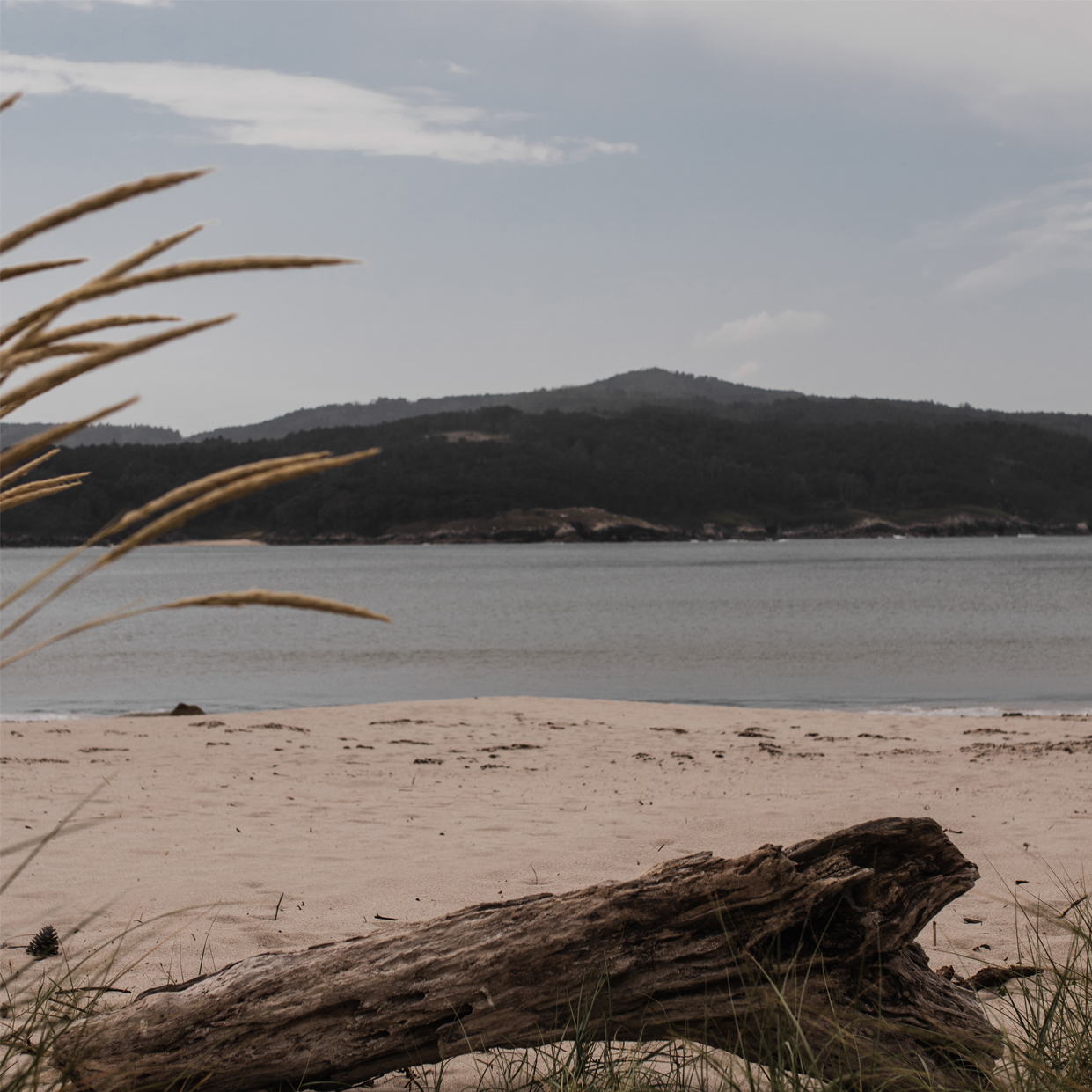 Foto Tronco en la playa