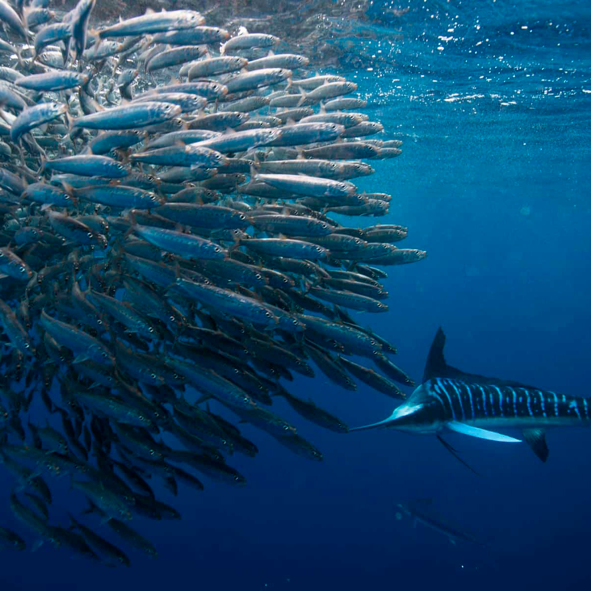 Fondo categoría: Naturaleza